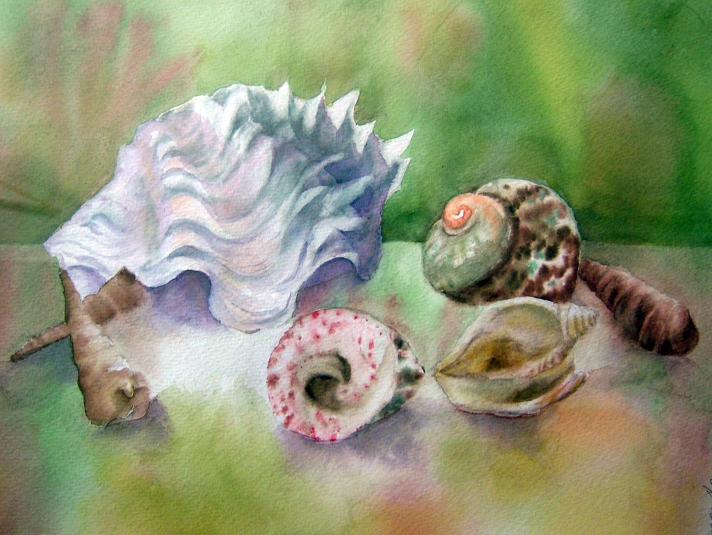 Aquarelle : Coquillages (45x60)