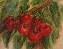 Aquarelle : Patche de Cerises (40x60)