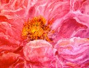 Aquarelle : Pivoine (60x60)