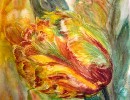 Aquarelle : Tulipe Perroquet (60x60)