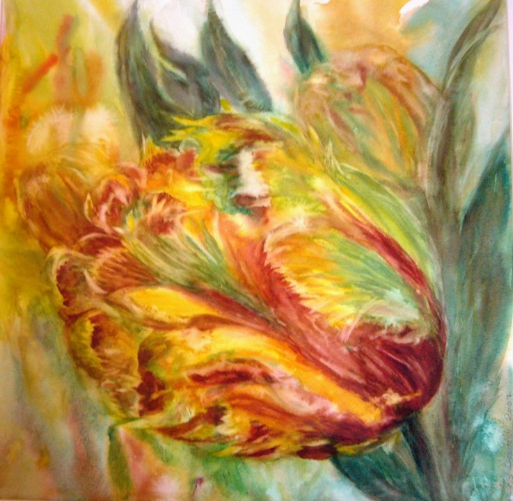 Aquarelle : Tulipe perroquet (60x60)